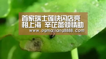 首家瑞士莲快闪店亮相上海 辛芷蕾倾情助阵点亮融情圣诞【PG麻将官网】(图1) PG电竞